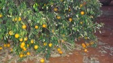 yummmy grapefruits from Bots Nana
